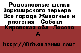 Родословные щенки йоркширского терьера - Все города Животные и растения » Собаки   . Кировская обл.,Лосево д.